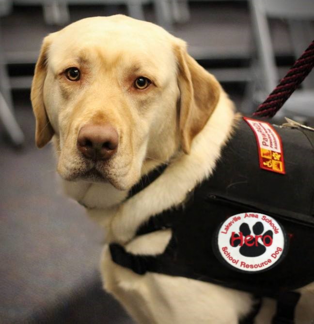 A Yellow Labrador retriever wearing a black vest with a patch that reads "Hero" and "School Resource Dog."