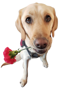 A yellow labrador retriever holding a red rose in its mouth, sitting and looking up.