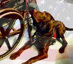 Service dog lying beside a wheelchair with an American flag overlay in the background.